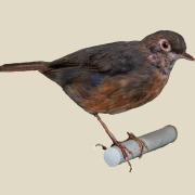 Spot-throat