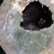 Spot-winged Starling