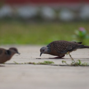Spotted Dove