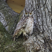 Spotted Eagle-Owl