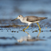 Spotted Greenshank