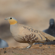 Spotted Sandgrouse