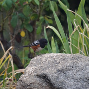 Spotted Towhee