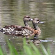 Spotted Whistling Duck