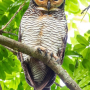 Spotted Wood Owl