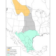 Sprague's Pipit