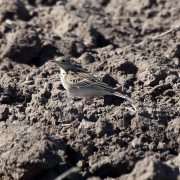 Sprague's Pipit