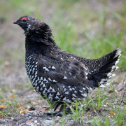 Spruce Grouse