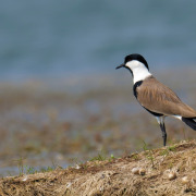 Spur-winged Lapwing