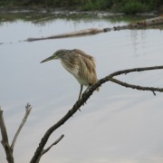 Squacco Heron