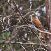 Squirrel Cuckoo