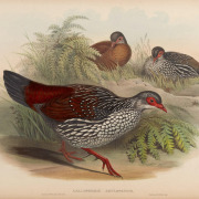 Sri Lanka Spurfowl