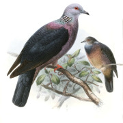 Sri Lanka wood pigeon