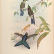 Stanley's Crimson-wing