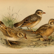 Stark's Lark