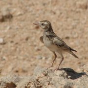 Stark's Lark