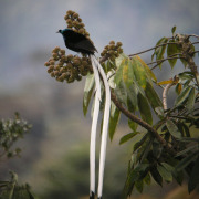 Stephanie's Astrapia