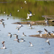 Stilt Sandpiper