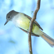 Stolid Flycatcher
