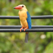 Stork-billed Kingfisher