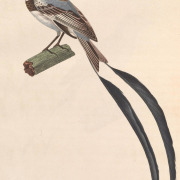 Strange-tailed Tyrant