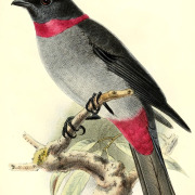 Streak-capped Treehunter