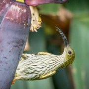 Streaked Spiderhunter