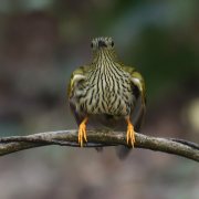 Streaked Spiderhunter