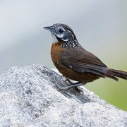 Streaked Wren-Babbler
