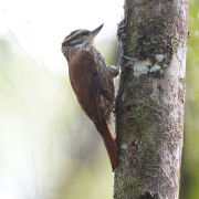 Streaked Xenops