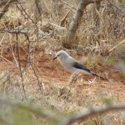 Stresemann's Bushcrow