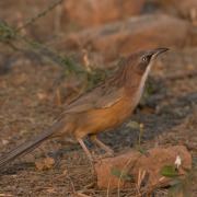 Striated Bulbul