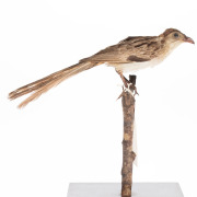 Striated Woodcreeper