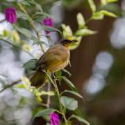 Stripe-throated Bulbul