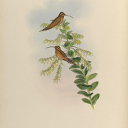 Stripe-throated Hermit