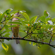 Stripe-throated Yuhina