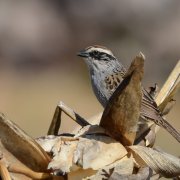 Striped Sparrow