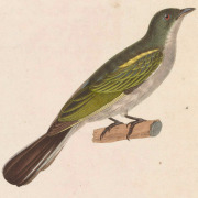 Sula Island Honeyeater