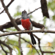 Sula Mountain Finch