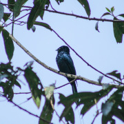 Sulawesi Drongo