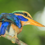 Sulawesi kingfisher