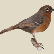 Sulawesi Thrush