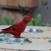 Sulphur-crested Cockatoo