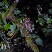 Sulu Scops Owl