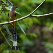 Sumatran Treepie