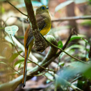 Sumatran Trogon