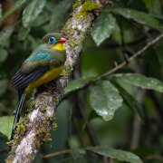 Sumatran Trogon