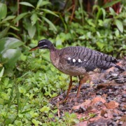 Sunbittern