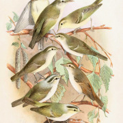 Sunda Bush Warbler