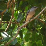 Sunda Cuckooshrike